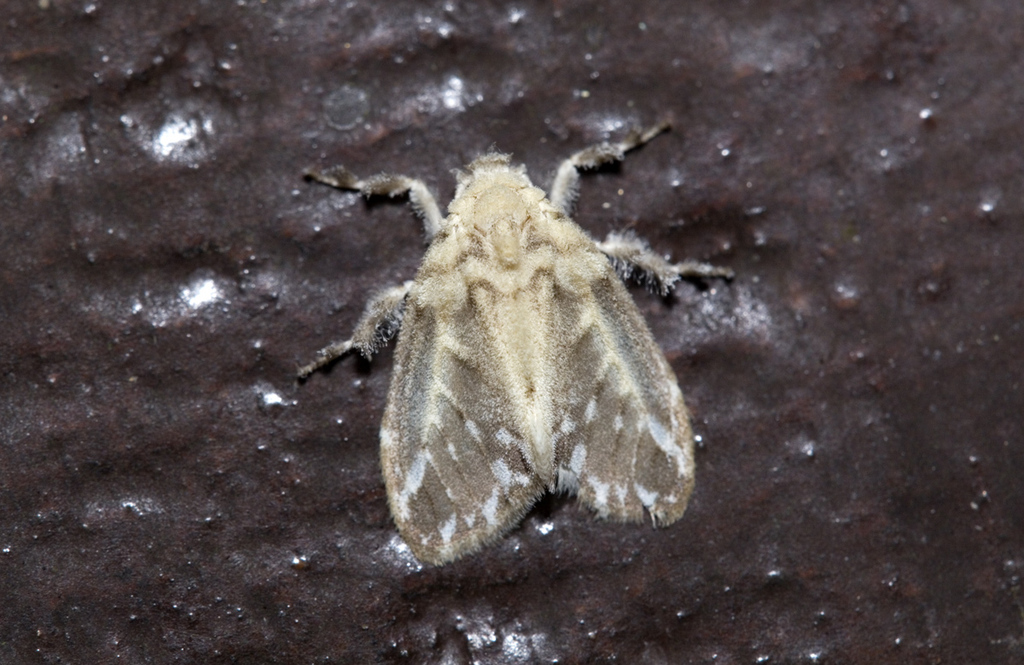 Nudaria albipunctella