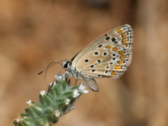 Polyommatus celina