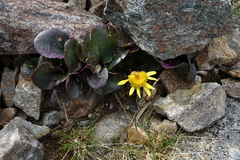 Senecio soldanella