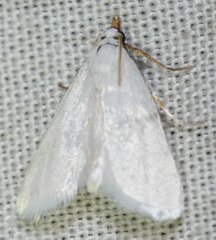 Leptosteges