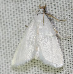 Leptosteges