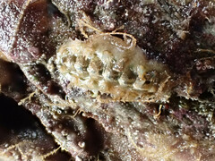 Acanthochitona crinita