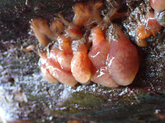 Morchellium argus