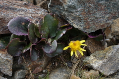 Senecio soldanella