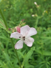 Microbotryum saponariae