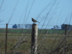 Mimus saturninus