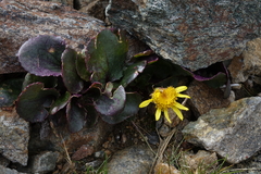 Senecio soldanella
