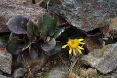 Senecio soldanella