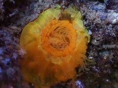 Balanophyllia regia