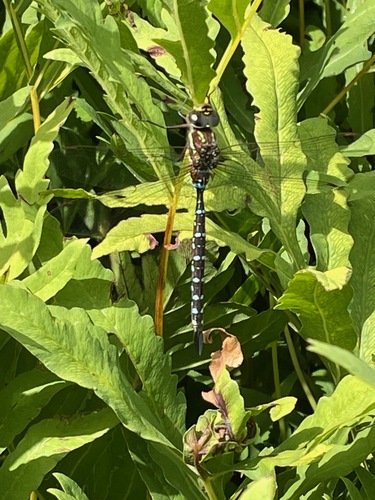 Black-tipped Darner photo 5
