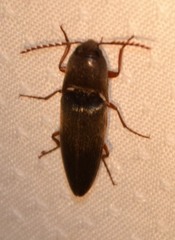 Diplostethus texanus