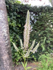 Veroniceae