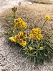Solidagininae