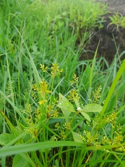 Cyperus alulatus