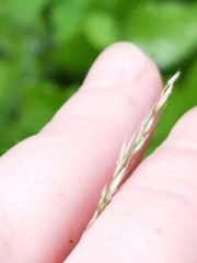 Muhlenbergia tenuiflora