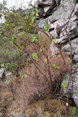 Paliavana tenuiflora