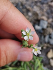 Spergularia azorica