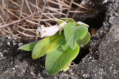 Paliavana tenuiflora