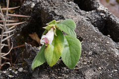 Paliavana tenuiflora