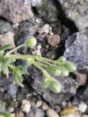 Spergularia azorica