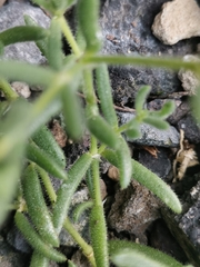 Spergularia azorica