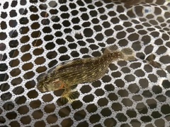 Florida Blenny photo 5