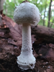 Amanita longipes