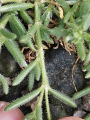 Spergularia azorica