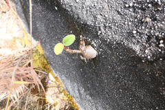 Paliavana tenuiflora