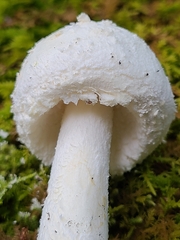 Amanita longipes