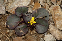 Senecio soldanella