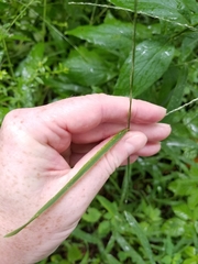 Muhlenbergia tenuiflora