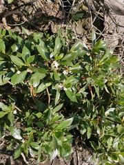 Myoporum tenuifolium
