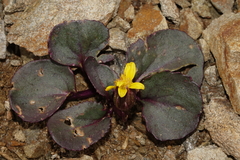 Senecio soldanella
