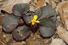 Senecio soldanella