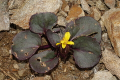 Senecio soldanella
