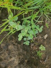 Indigofera cordifolia