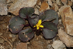 Senecio soldanella