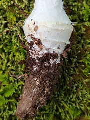 Amanita longipes