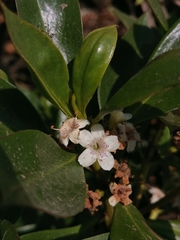 Myoporum tenuifolium