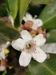 Myoporum tenuifolium