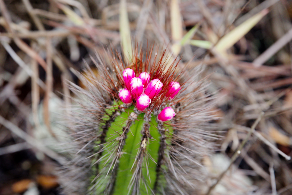 Arrojadoa bahiensis