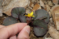 Senecio soldanella