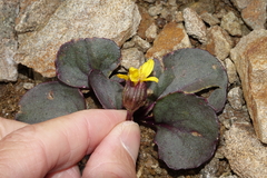 Senecio soldanella