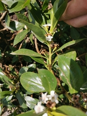 Myoporum tenuifolium