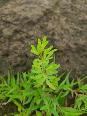Crotalaria medicaginea