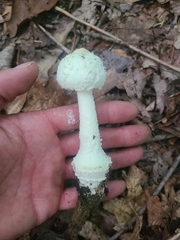 Amanita longipes