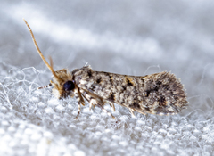 Amydria margoriella