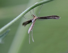 Stenoptilia bipunctidactyla