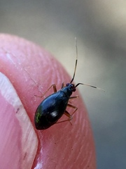 Orthonotus rufifrons